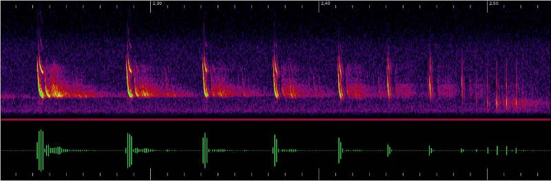 Sonagramm einer batcorder-Aufnahme